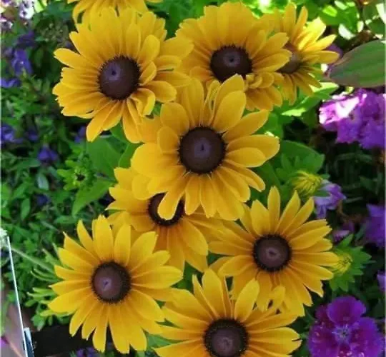 Aparrtment Апартамент Бургас